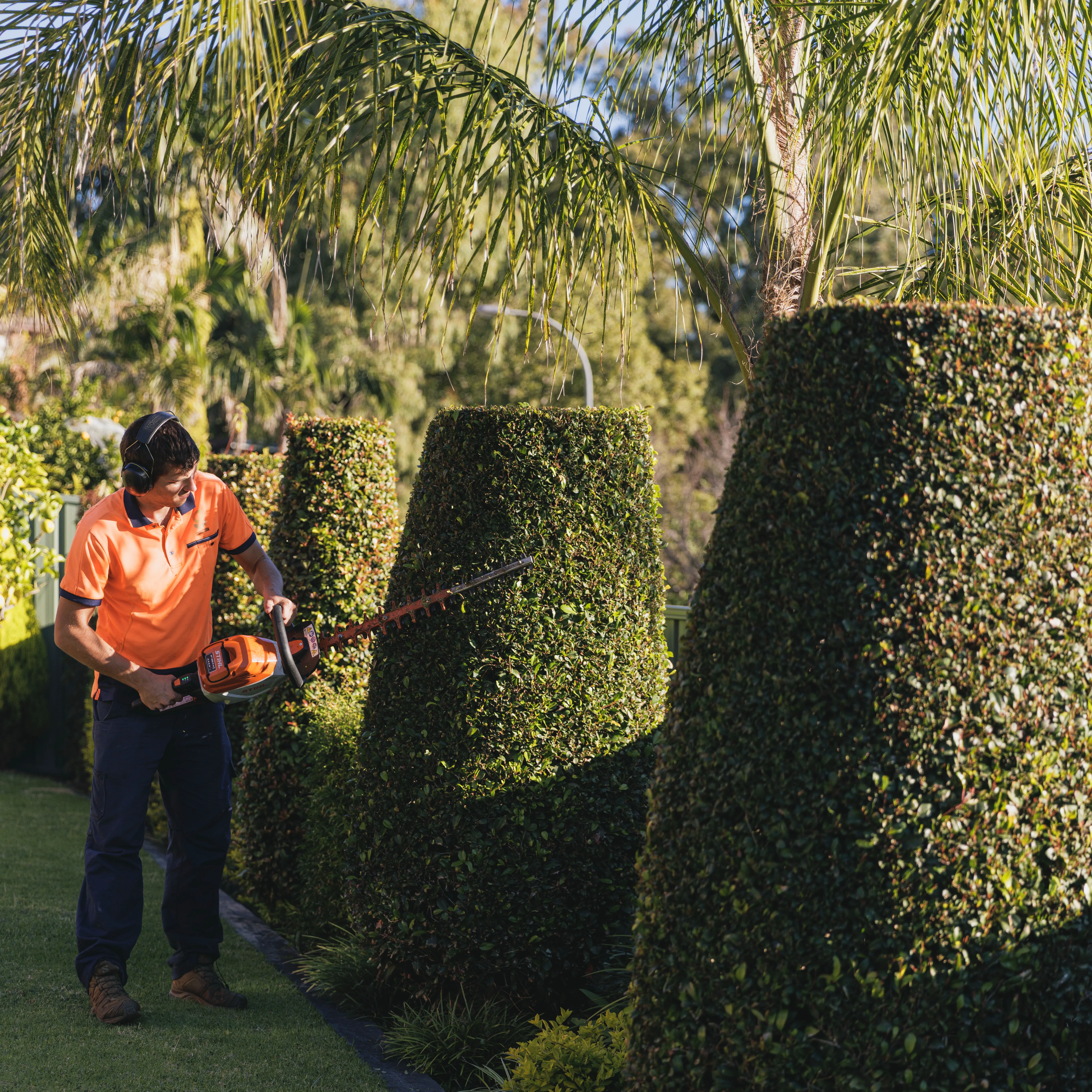 Trimmed garden hedges and maintenance work in Spring Farm