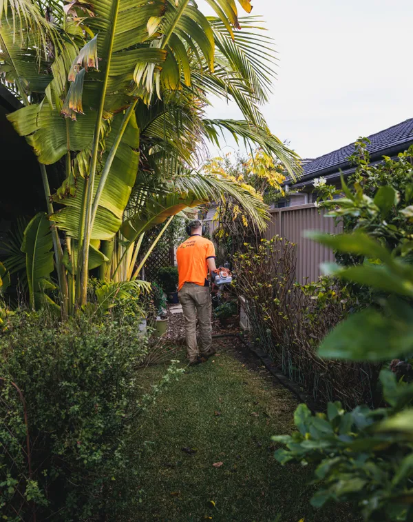 Whipper snipping along a garden border in Camden NSW