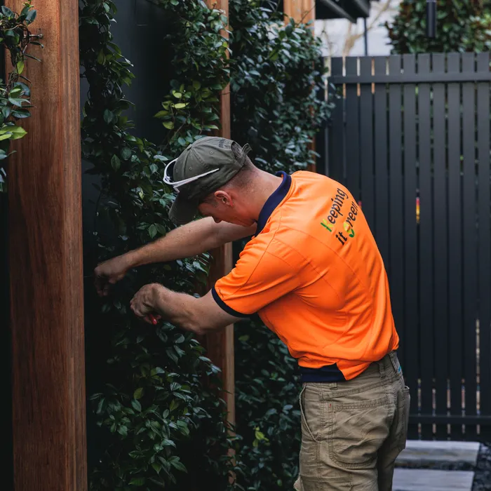 Pruning and shaping a garden shrub as part of a gardening service in Narellan Vale