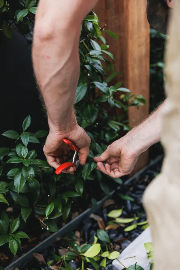 Photo of gardening work being done in Camden NSW
