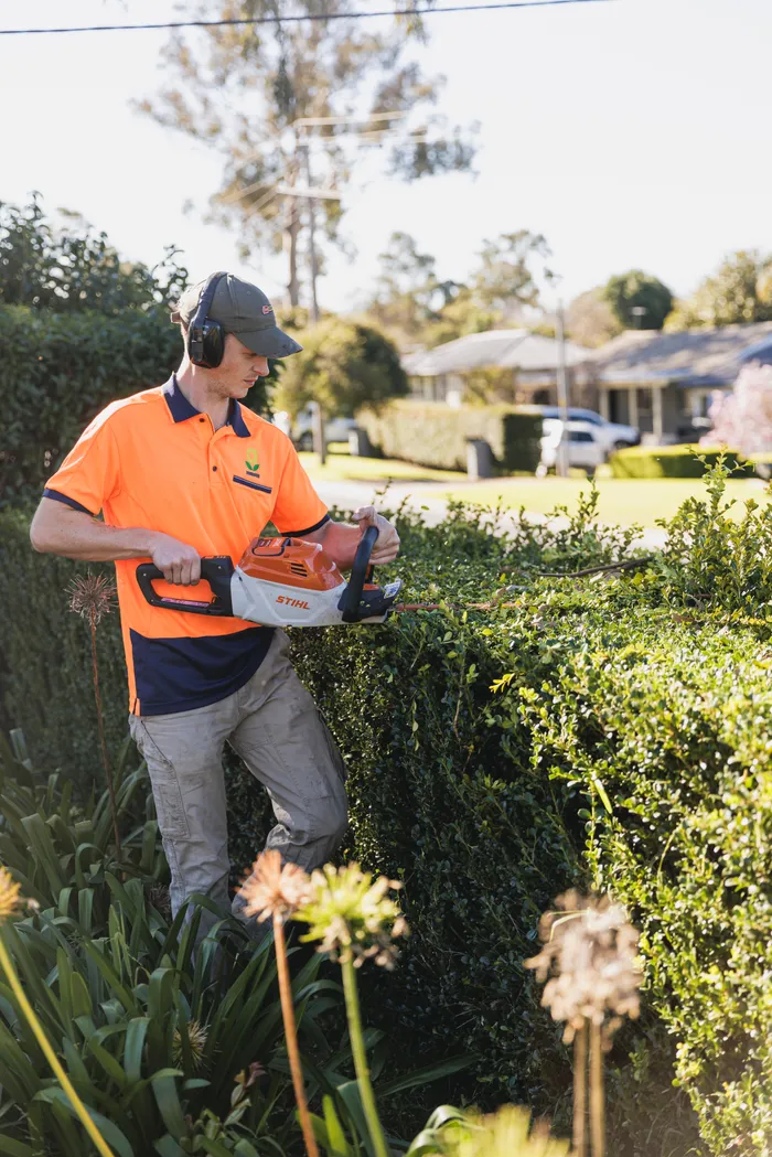Hedge trimming service on an established garden hedge in Narellan NSW