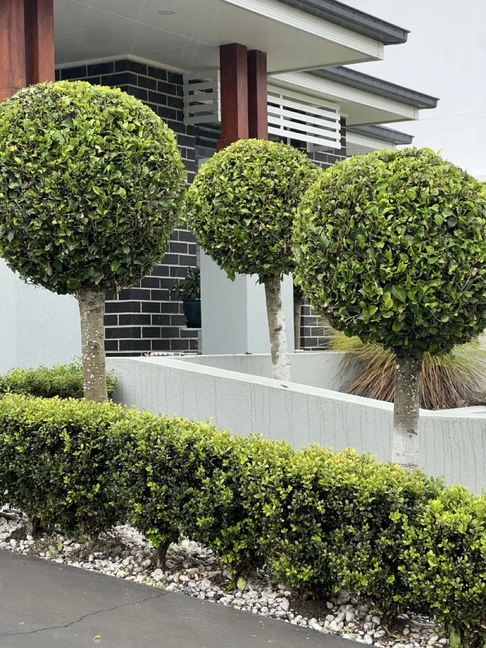 Neatly clipped topiary balls above a trimmed box hedge in a Camden front garden
