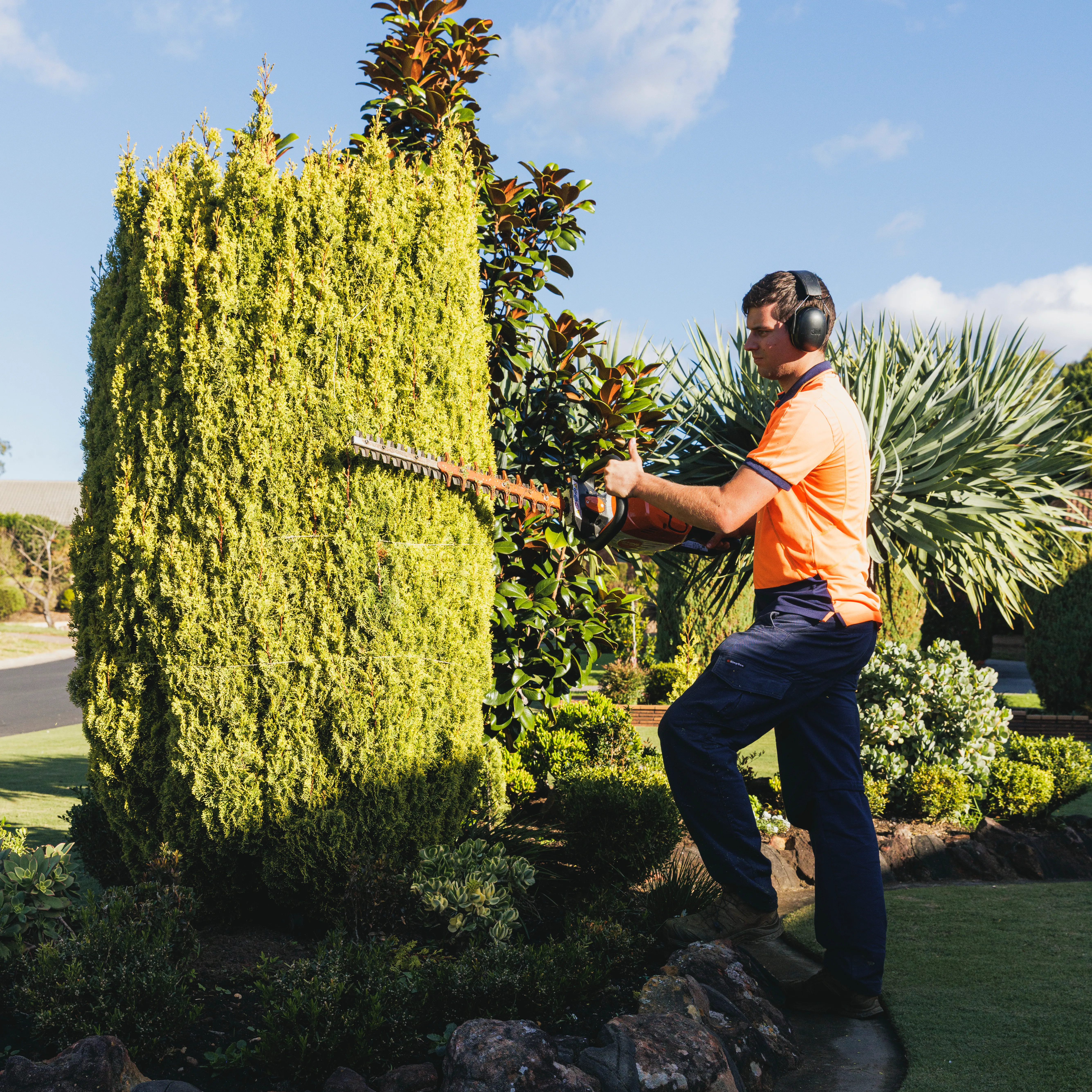 Keeping It Green team member trimming a tall conifer hedge with a hedge trimmer