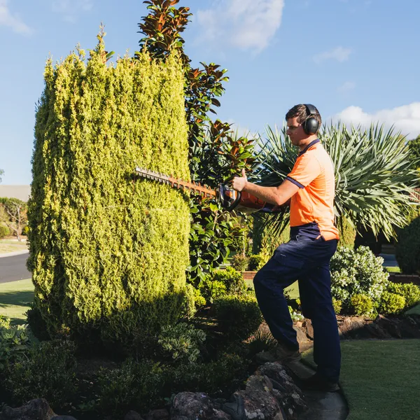 Neatly trimmed hedge in a Camden garden