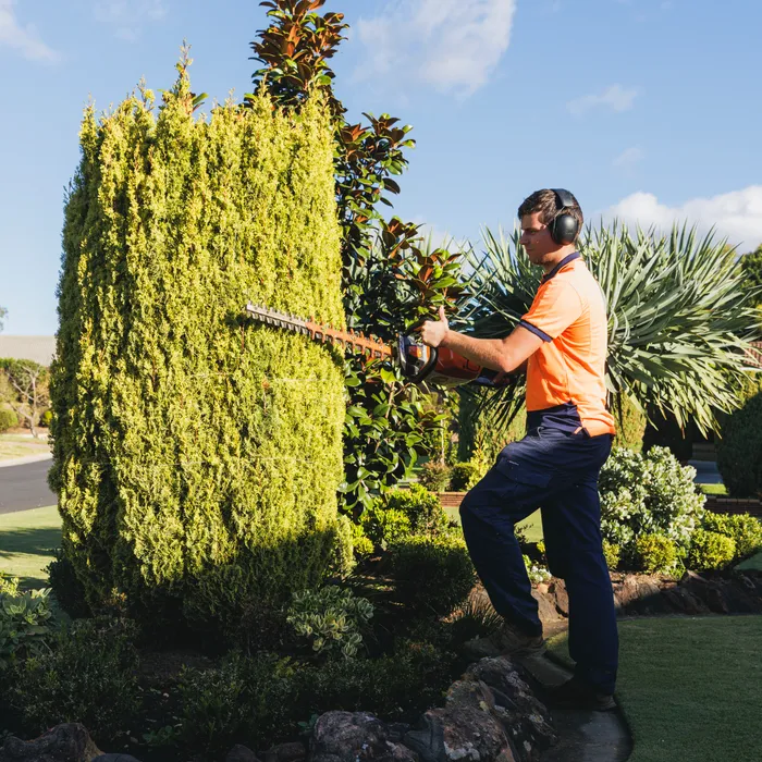 Keeping It Green garden hedging service in Camden NSW